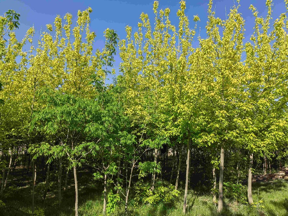 金葉復(fù)葉槭